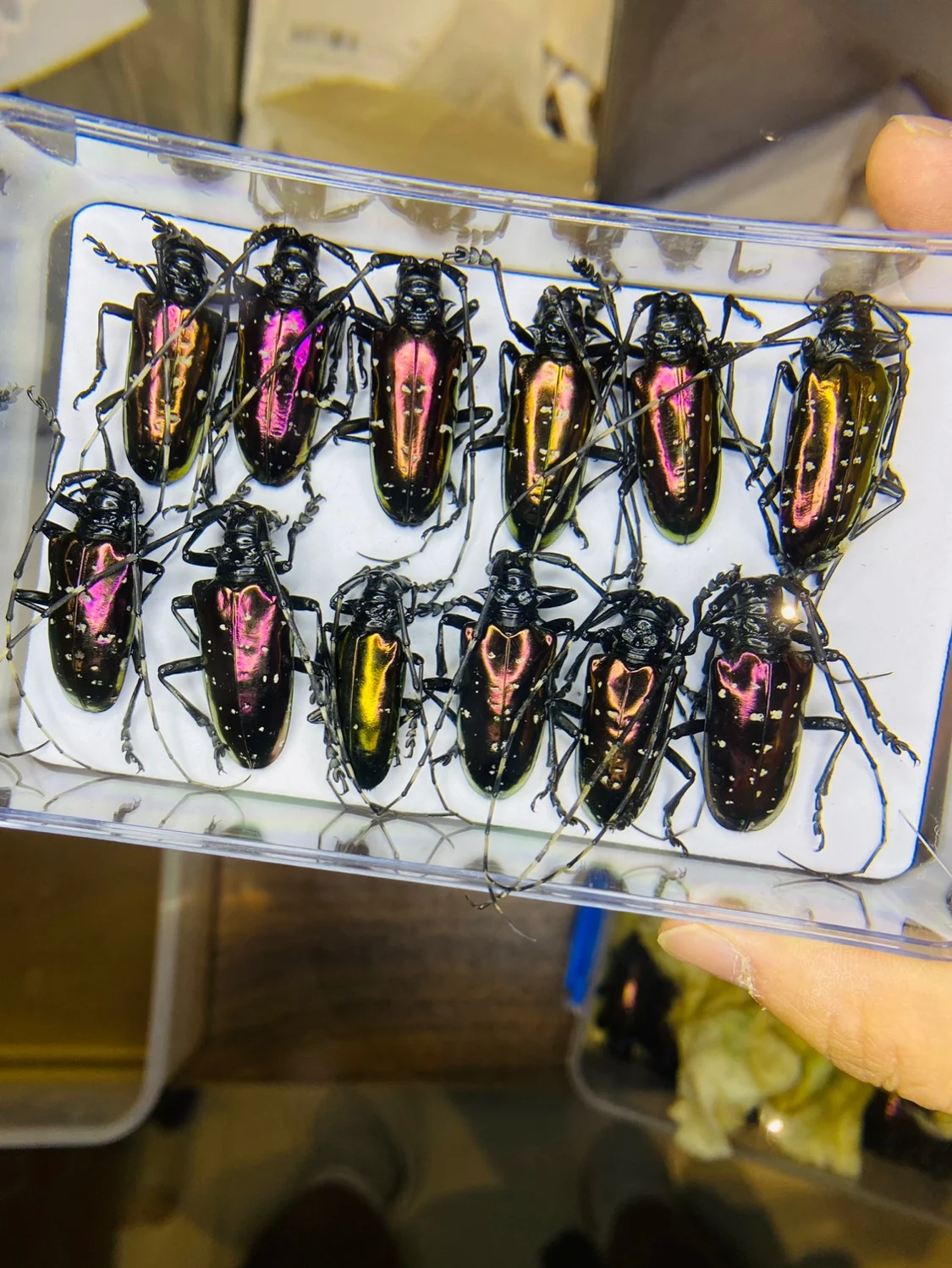 Home Decor Vietnam - ベトナム Dicronorhina Debyana 黄金亀科学研究本物の昆虫カブトムシ標本家の装飾アクセサリー